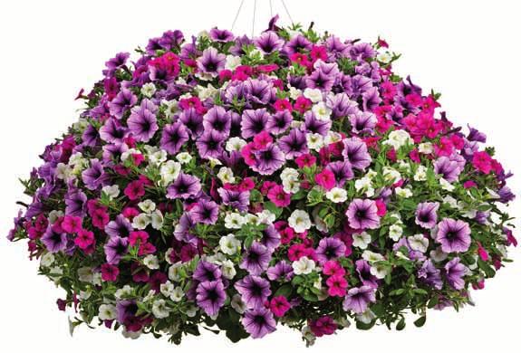 Top-Selling Hanging Baskets Calico Delight SUPERBELLS White 'USCALI86-' USPP974 Can60 SUPERBELLS Cherry Red 'USCALI7' USPP570 Can05 SUPERTUNIA Bordeaux