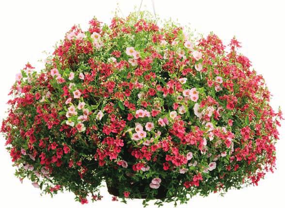 Sing-A-Long SUPERBELLS Cherry Blossom 'USCALI-' USPP84 Can69 FLYING COLORS Red Diascia hybrid 'Diastured' Can77