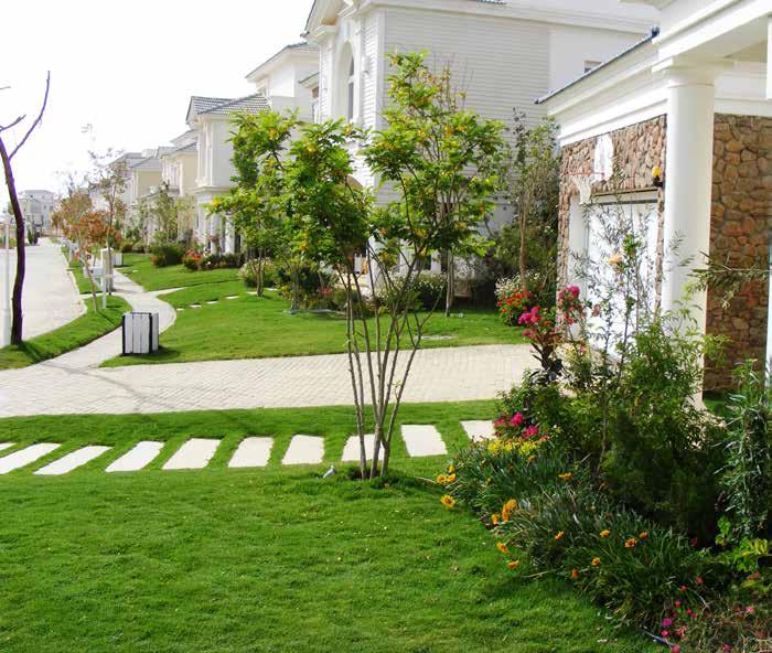 Softscape Softscape is concerned with supplying and planting all types of plants; such as lawn areas, ground covers, shrubs, trees, palms and palm likes.