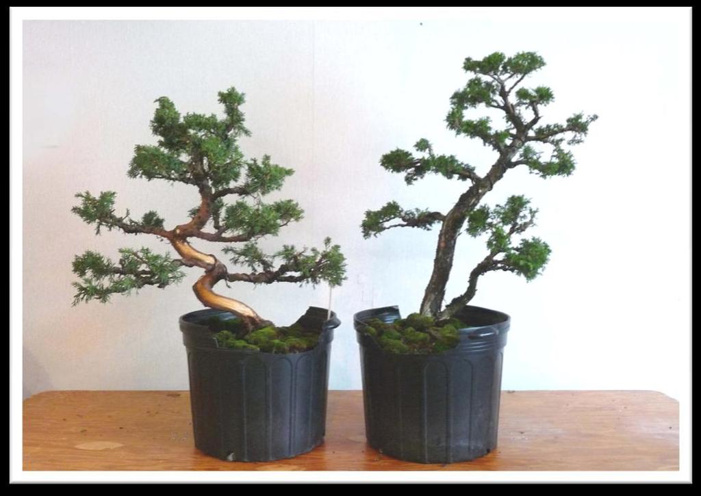 The Artists (Continued) The Vancouver Island Bonsai Society Tak Yamaura - Tak truly needs no introduction, being