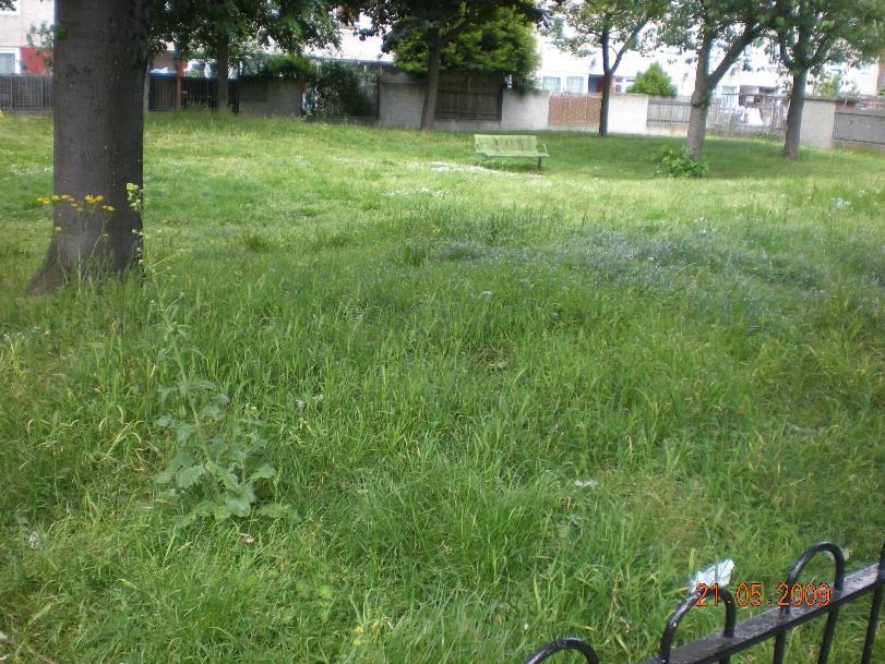 Grass looks in poor condition, and needs to be cut back or trimmed.