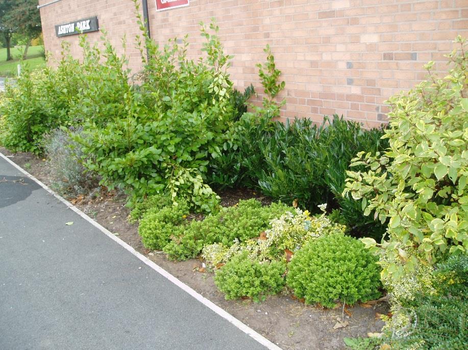 2 Good Shrub beds are generally well maintained, but there is some evidence of both and established growth that
