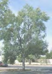 EDGEWOOD SWCD 2011 FALL TREE DESCRIPTIONS (stock is suited for this area) Orders will be taken until September 23, 2011 ARIZONA ASH is a fast-growing deciduous shade tree native to Arizona & parts of