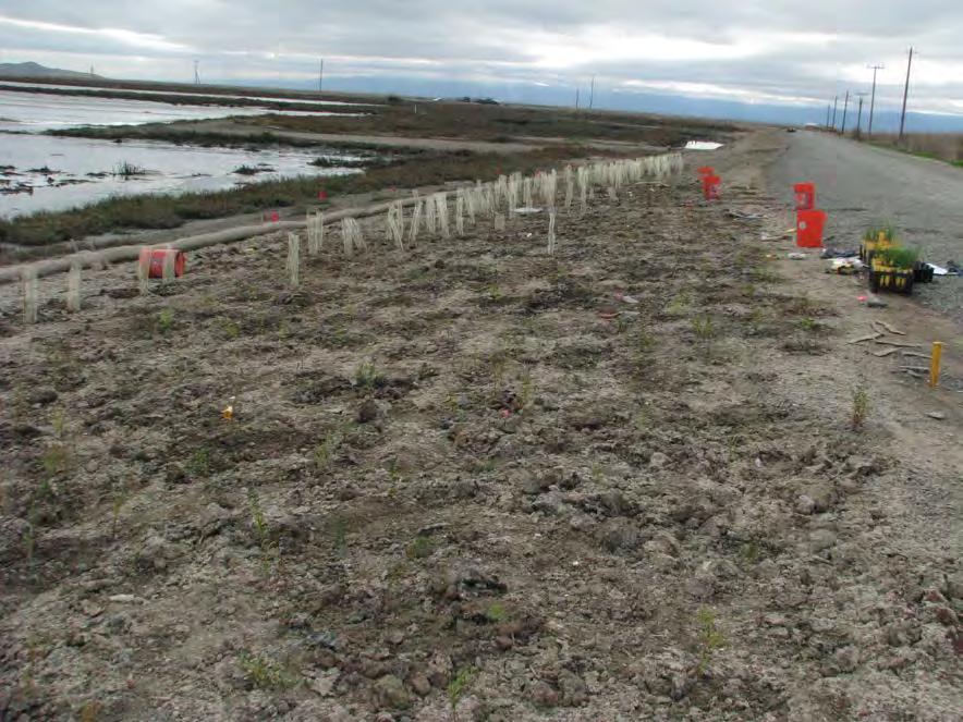 Establishing Native Ecotones ~70 miles levee over ~15,000 acres of habitat in South Bay Salt Pond Restoration Project Breaking cycle of invasion Bacteria and fungi have been shown to