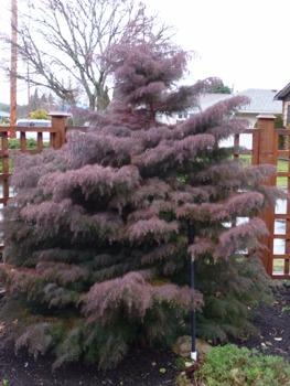 Plants for Winter Interest There are a wide variety of great winter interest plants from Conifers to Perennials. From flowers to amazing foliage colour this doesn t have to be a season of drab.