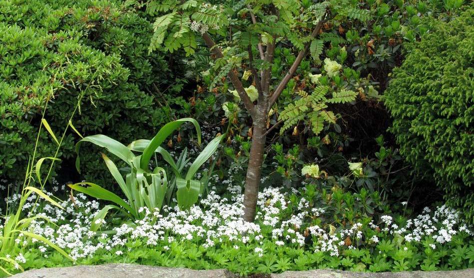 Galium odoratum forms a delightful green carpet with a froth of white flowers under the jungle of trees and shrubs that we