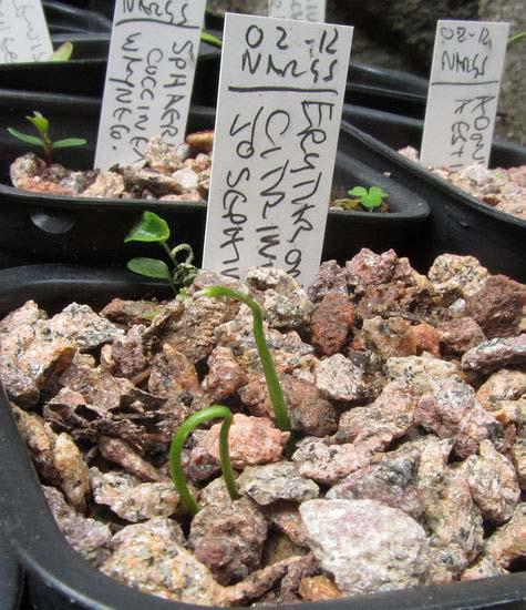 Erythronium citrinum and Fritillaria atropurpurea seed germinating Two more pots, Erythronium