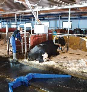 A clean barn environment helps you to keep good hygiene in your barn, reducing hoof problems and veterinary costs Clean animals reduce milking preparation time in cleaning the udders of the cows,