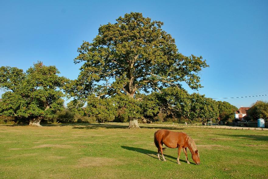 The New Forest National Park offers many miles of unspoilt walking and riding and covers an area of approximately 92,000 acres.