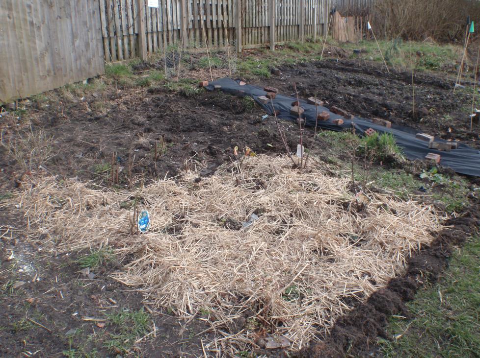 We found raspberries and Blackberries already growing on the land so we created a fruit bed around the