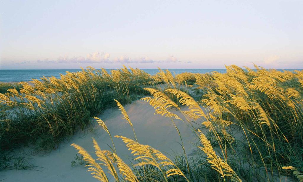 NATIVE FLORIDA LANDSCAPE As a continuation to the natural environment, soft cropped turf of seashore grass surrounds the area