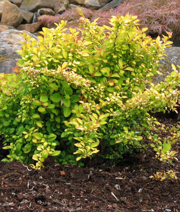 Berberis thunbergii BailErin PPAF Limoncello Barberry Forming a tidy, round mound, this new barberry has striking chartreuse