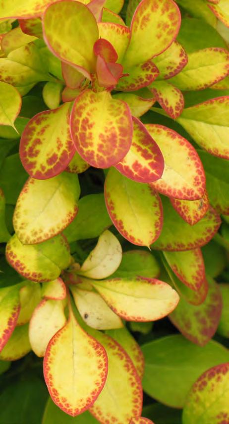 with a fine, bright yellow margin. The margin eventually fades through summer but the foliage remains red.