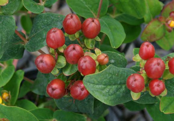 Hypericum inodorum Kolmamoc PPAF Mocca Hypericum Combine the classic, bright yellow spring flowers that are the hallmark of the species with the beautiful, warm, brown-red berries