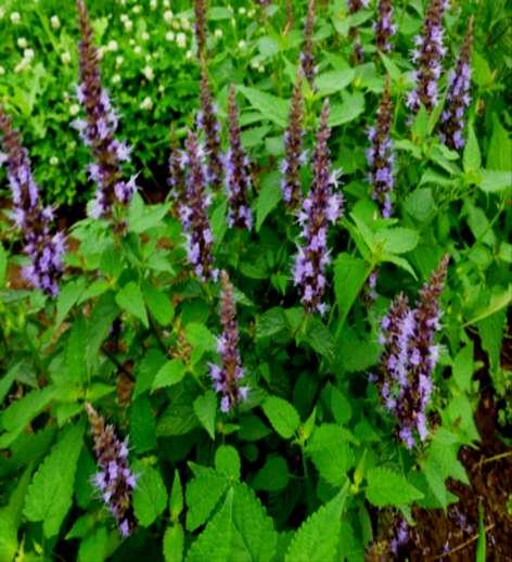 Agastache rugosa Little Adder Compact hybrid of Black Adder Much fuller habit Darker flowers & foliage Can be spring planted No vernalization required Agastache rugosa