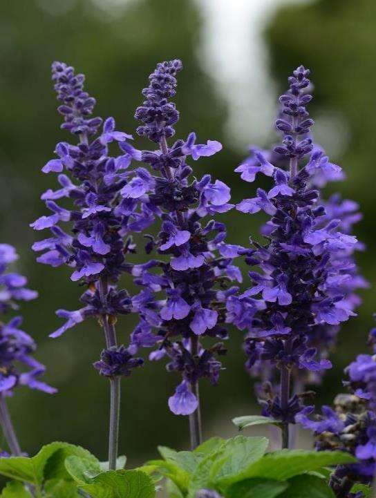 SALVIA MYSTY Builds Body flower stems are shorter Perfect for the middle of garden borders and 10- to 12-inch mixed containers Salvia longispicata X farinacea Garden location: Sun