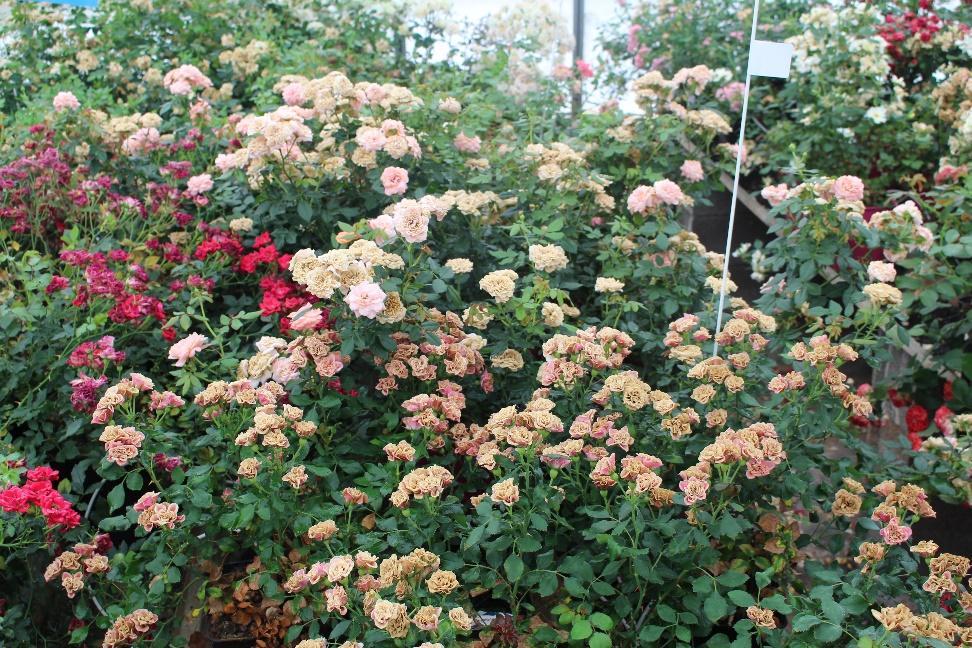 Use proper spacing Do not overcrowd roses Mites move from leaf to leaf and