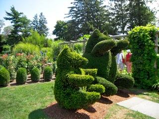 A snapshot of the mama and papa topiary bears made of privet.