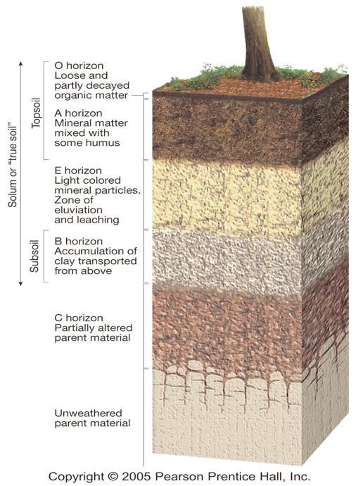 Layers of Soil Soil is usually a combination of sand, silt and clay Assembly of particles gives rise to aggregates Patterns of aggregation vary, resulting in different soil structure Soil Profiles