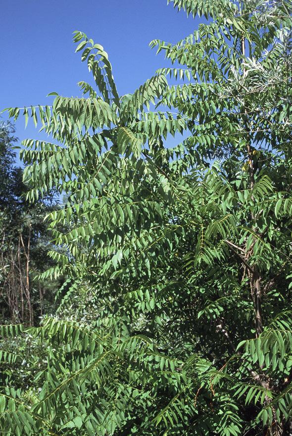 The tree of heaven (Ailanthus altissima) is native to China and was planted widely in the U.S.