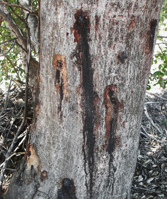 The goldspotted oak borer (GSOB) (Agrilus auroguttatus) can kill large, mature coast live oak, canyon live oak, and California black oak.