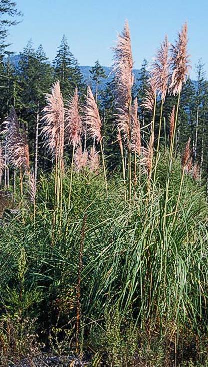 Pampas (Cortadria selloana) and Jubata (Cortaderia jubata) grasses are large perennial grasses native to South
