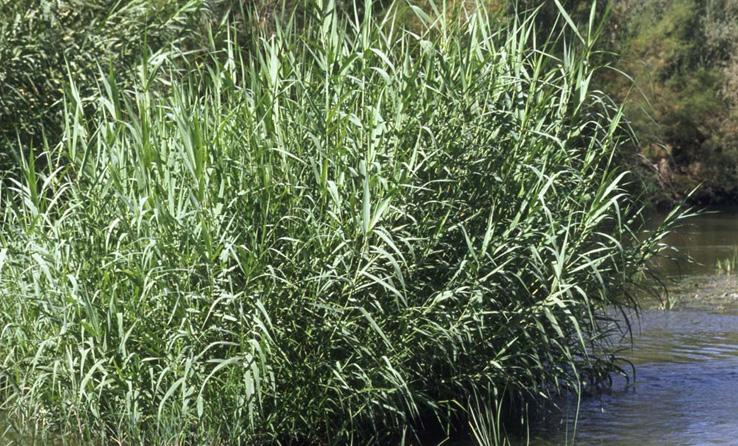 Tamarisk (Tamarix ramosissima) and Arundo (Arundo donax) are highly invasive plants common in riparian areas of the