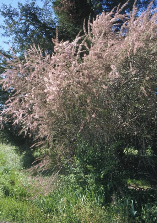 Biology: Arundo populations in North America do not appear to spread via seed, they reproduce vegetatively from rhizomes.
