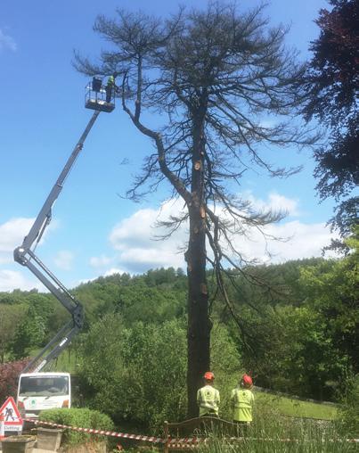 South Lakes Tree Surgeons has grown into one of the most diverse, professional Arboricultural, Forestry and Landscaping companies in Cumbria and Lancashire.