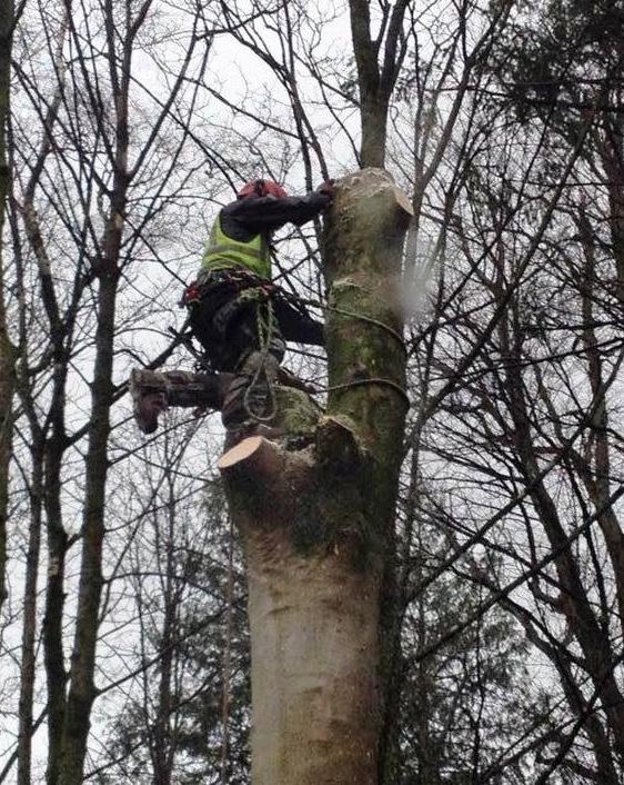 We have one of the largest and highly qualified teams of Arborist, (Tree Surgeons), in the Cumbria and Lancashire region and every member of our team is qualified to the highest level.