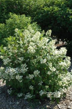 6-8 plant White