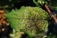 leaf hydrangeas