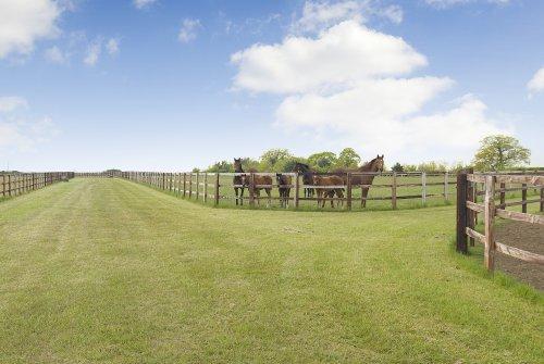 Freedom Farm Stud East Green Farm Great Bradley, Newmarket CB8 9LU Newmarket 9 miles, A11(Six Mile Bottom) 7 miles, Stansted Airport 32 miles, London 65 miles A well placed private stud farm within