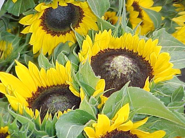 Flower damage from excess Nitrogen High nitrogen rates toward the end of the crop can cause the disc to