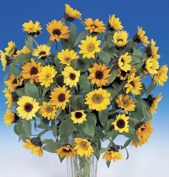 Flowering: Short Day Variety Sunbright is a short day cool temperature variety and will flower more quickly under short day and cool temperature