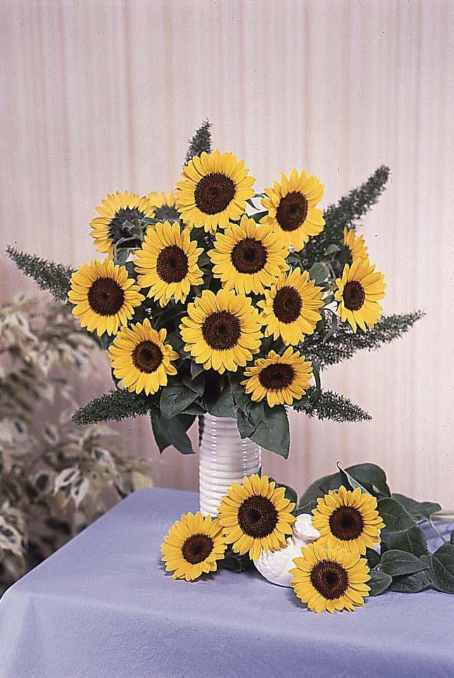 Sunflower Sunbright Supreme Less sensitive to photo period in long day conditions 10 days earlier than