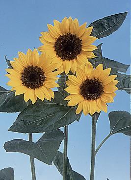 Plug Culture Tips Sunflower Sunbright and Sunbright Supreme are prized for their large flowers, bright colors and long vase