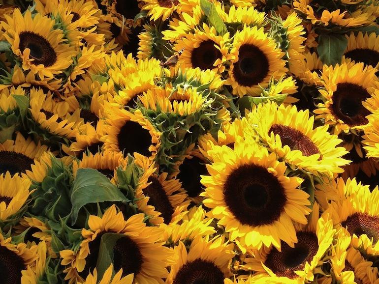Sunflower Postharvest Care Stems should be cut into and held in a commercial holding solution or acidified water. Sunflowers benefit greatly from solution with a low ph (acidic).