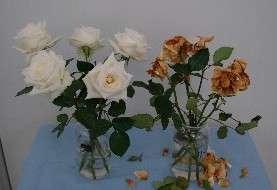 At low humidity spores do not germinate Rose sprayed with 1000 botrytis