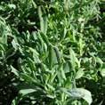 Artemisia, Lavandula Artemisia French Tarragon