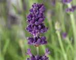 Lavandula or English Lavender is the most popular