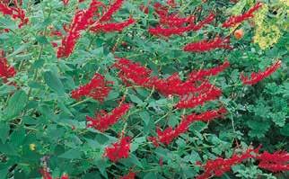 Salvia are common Sages with colourful and aromatic