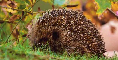PROVIDING A HOME FOR ENDANGERED SPECIES Your garden can become a rich environment enjoyed by wildlife and plant life.