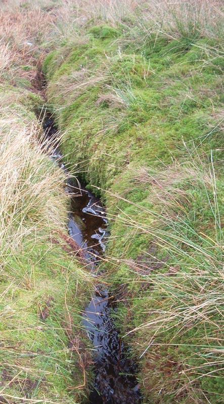 Threats to blanket bog There is only limited information available on the scale of blanket bog loss in the UK, however, it has been estimated that between 1950 and 1980, 21% of blanket bogs in
