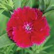 Carmine Dianthus Mix Grows 6-8 Tall Space 6-8 Apart Blooms cycle