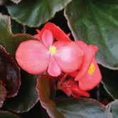 Performs well in warm climates and adapts to dry or moist soil.