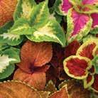 through fall. Use in mass plantings, borders and pots.