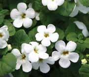 Fundraiser Plant Sale Bacopa or