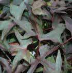 accent plant. Fast growing, with trailing habit. Use in beds and combintions.