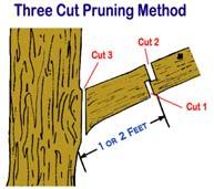 Invigorate growth or flowering wood E. Remove stress on weak branches F. Control fruit/ flower production G. Increase root / wood ratio I Pruning trees A. Three cut method 1.